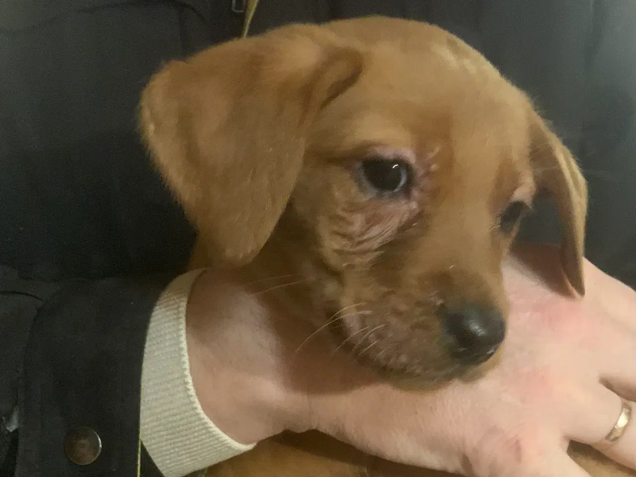 Billede 2 - Labrador hvalp klar til at flytte 