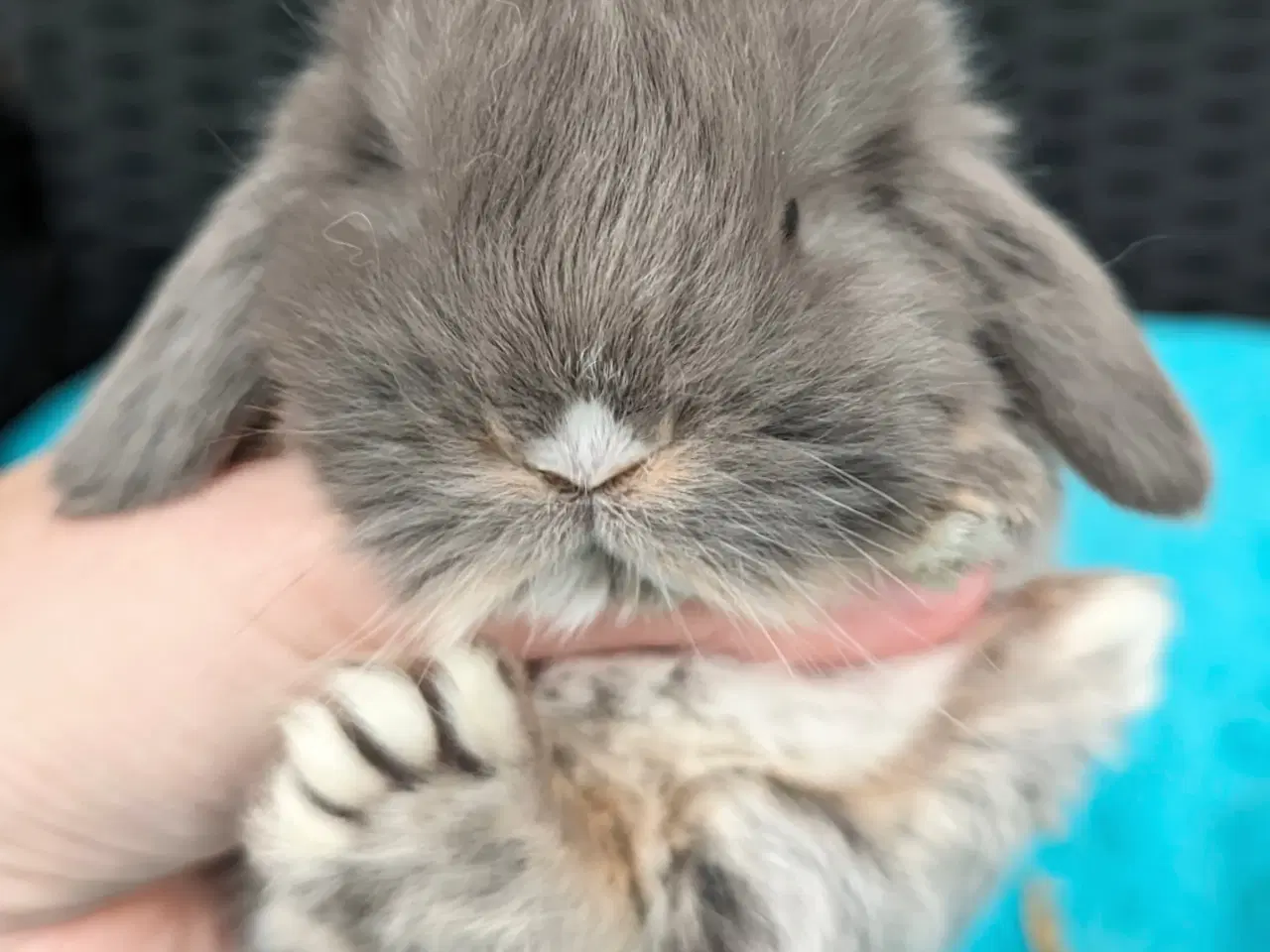 Billede 6 - Minilop kaninunge sælges