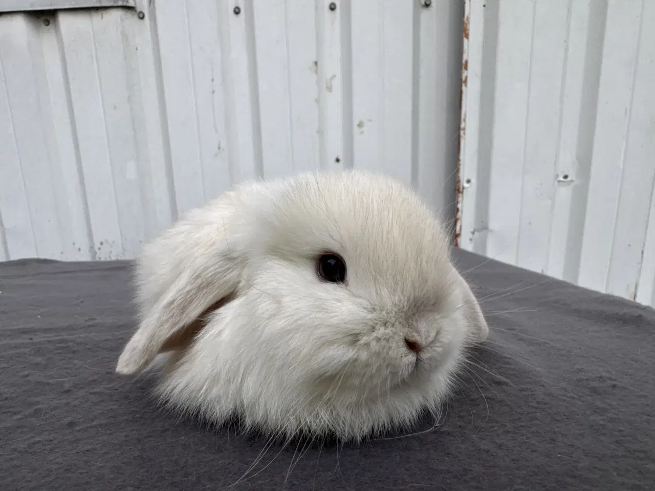 Billede 4 - Mini lop hunkanin
