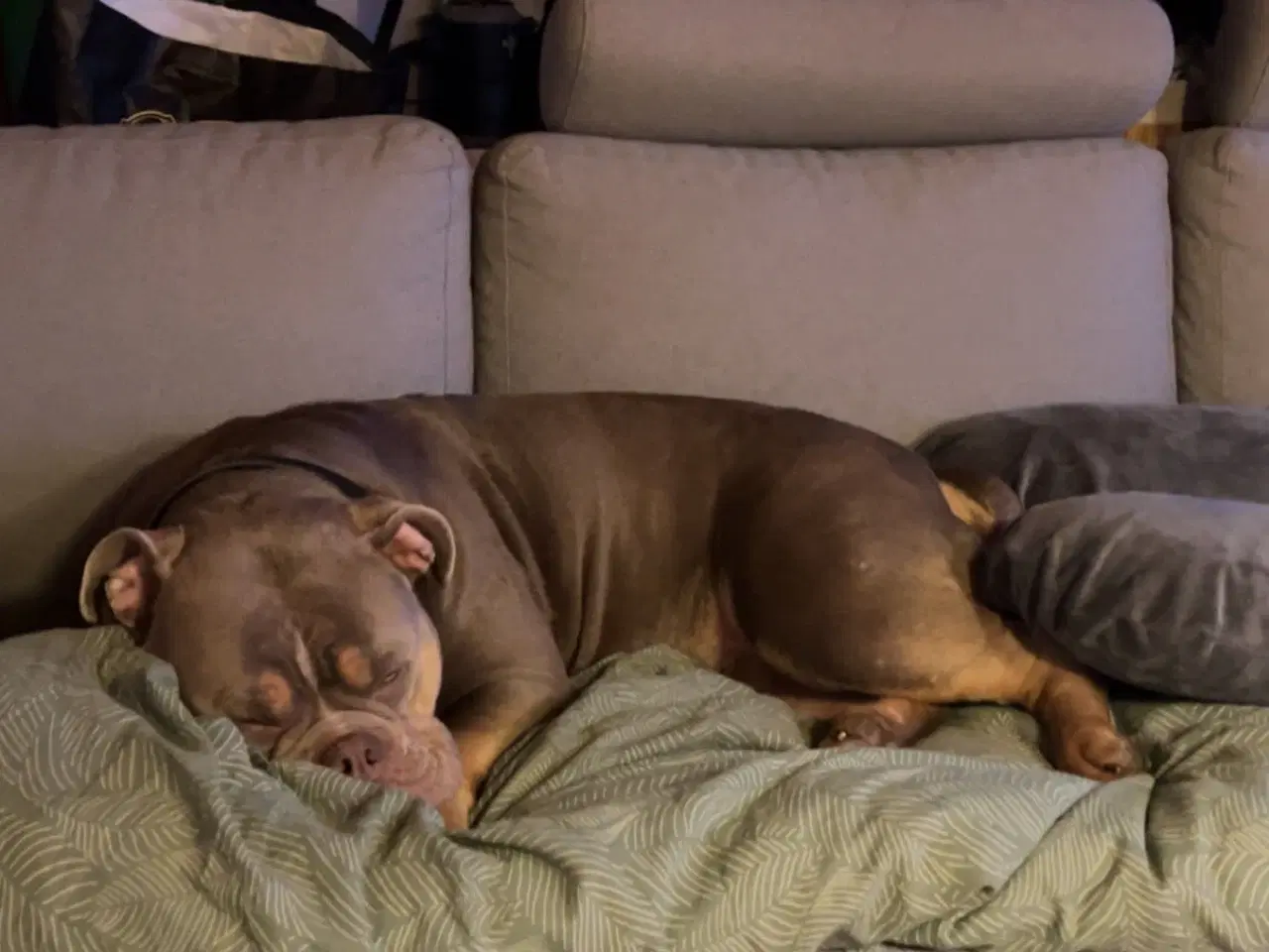 Billede 3 - Old english bulldog