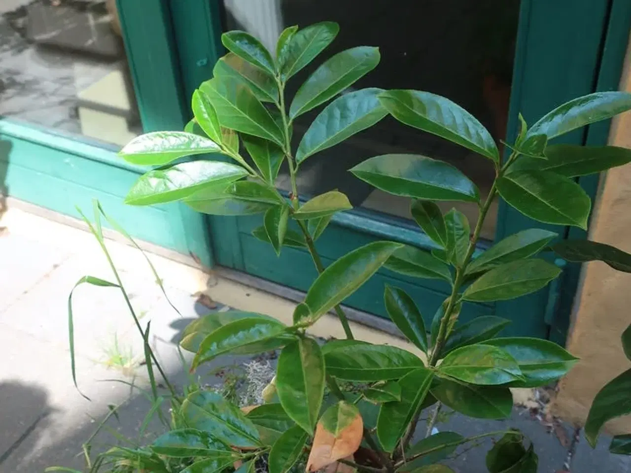 Billede 4 - Plante