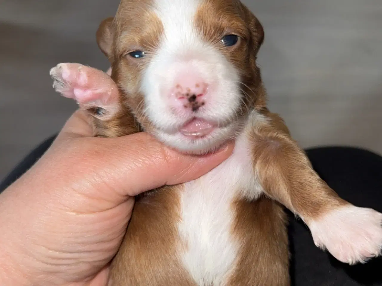 Billede 4 - Dejlige familiehund.