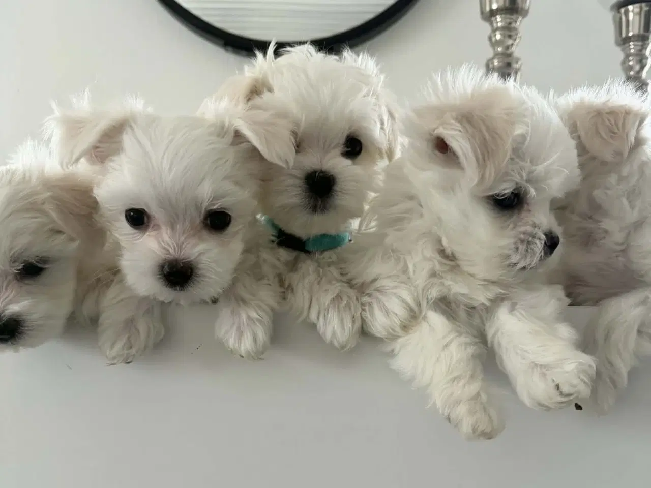Billede 2 - Malteser 8 uger