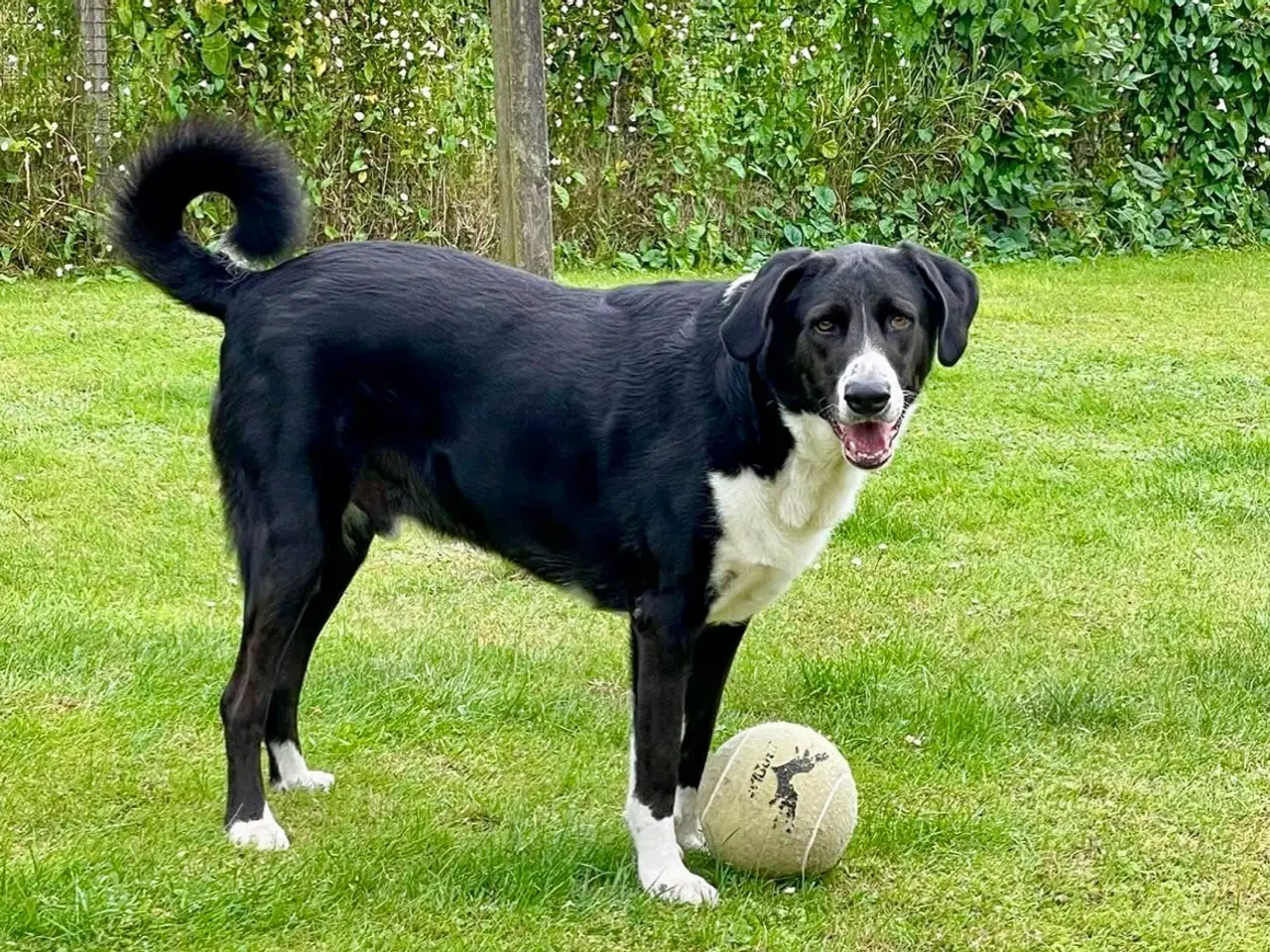 Billede 2 - ⭐️Se lige dejligste Charlie her⭐️