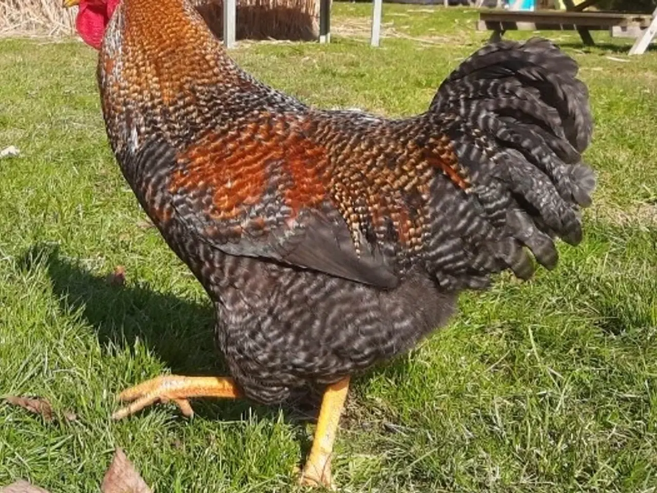 Billede 3 - Hane søger nyt hjem