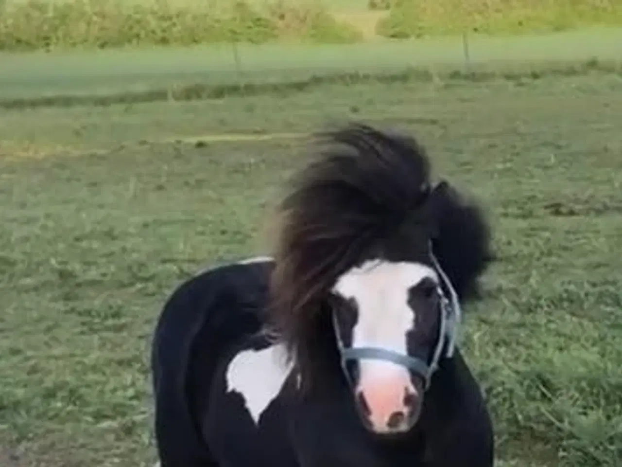 Billede 19 - Hingste