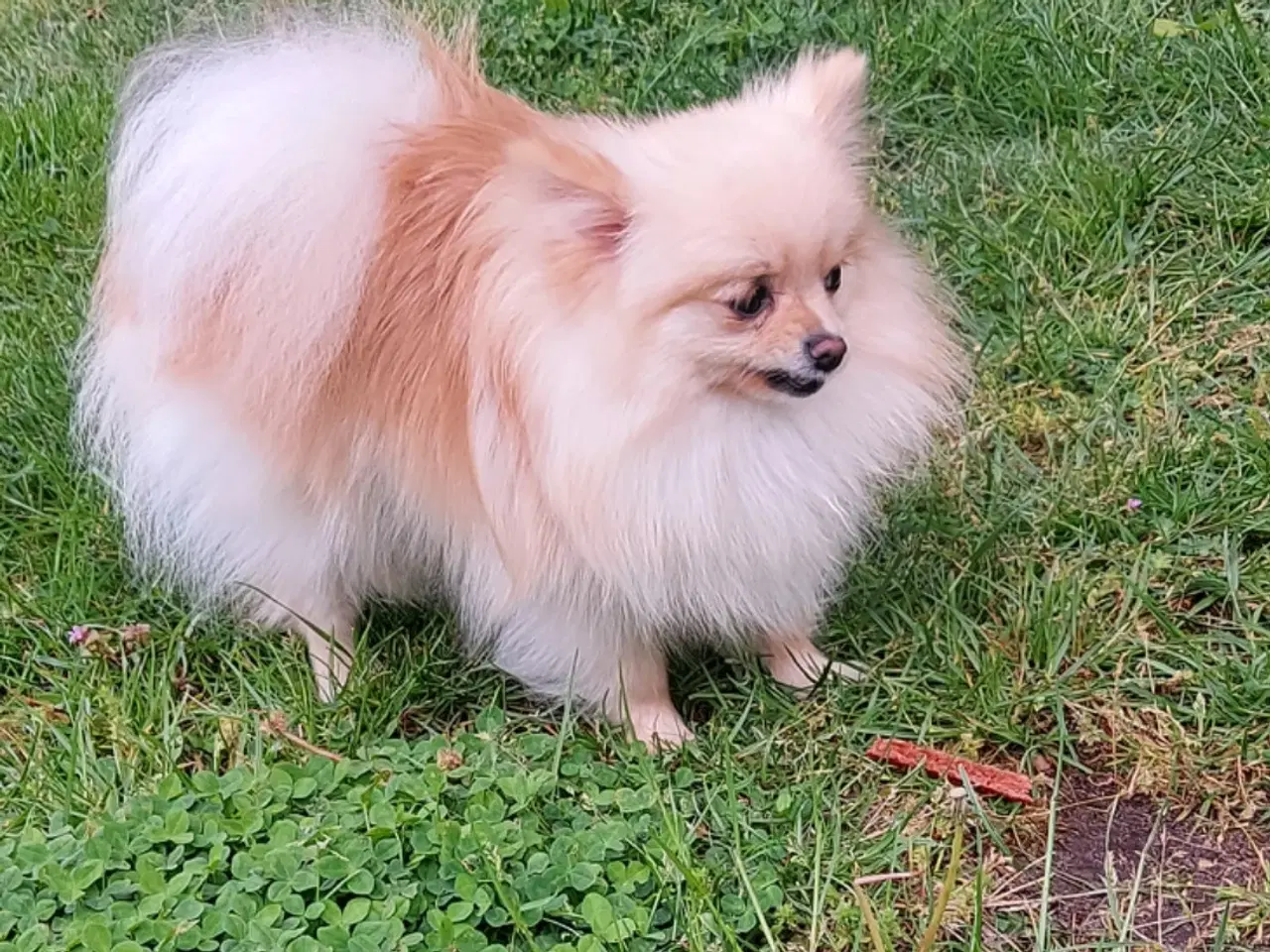 Billede 1 - Pomeranian hundnehvalp