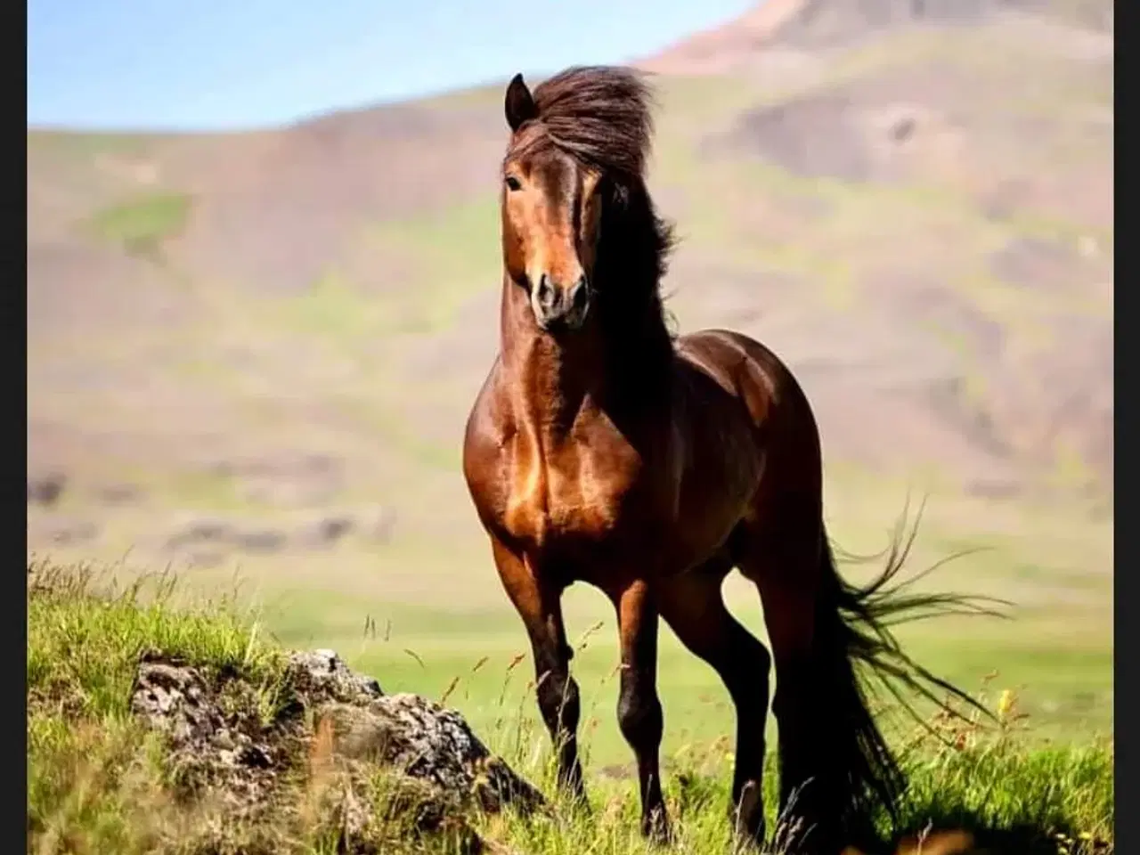 Billede 19 - Avl - Stævne eller Luksus ridehest <3