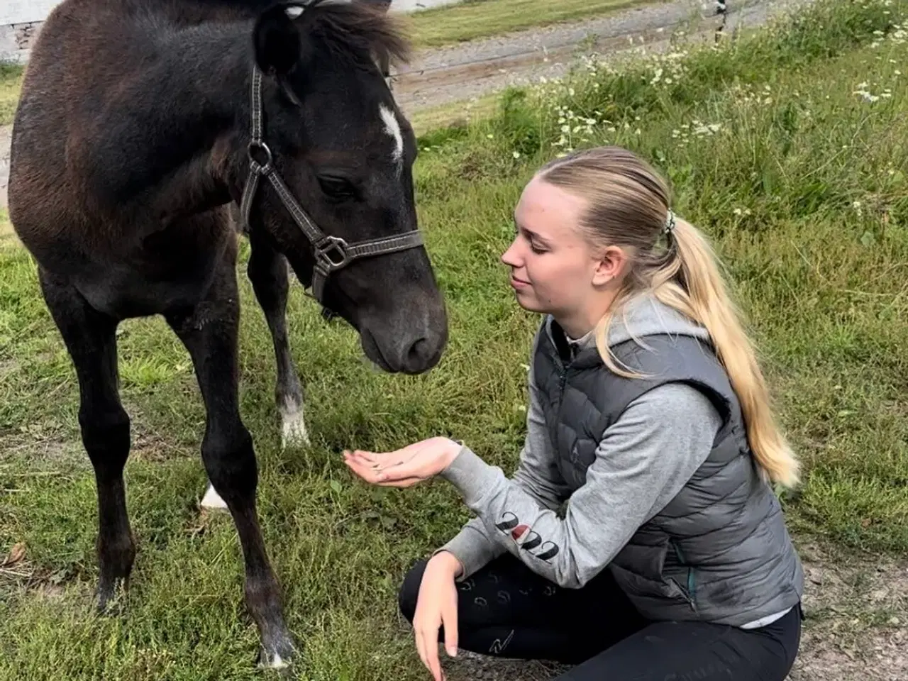 Billede 6 - Pony Hingst 