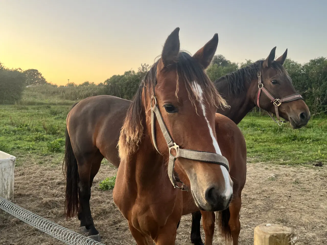Billede 4 - Et smukt og harmonisk hoppeplag
