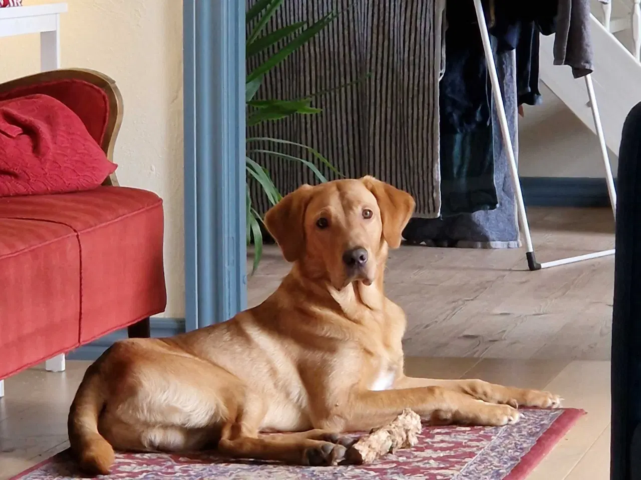 Billede 2 - Red fox Jagtretriver med stamtavle.