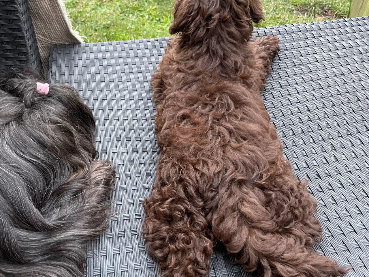 Billede 5 - Hunde hvalp 