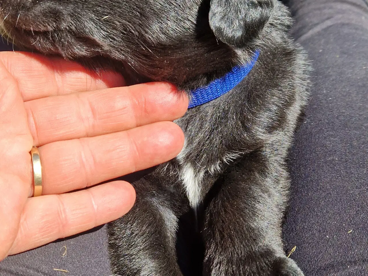 Billede 3 - Hunde hvalpe 