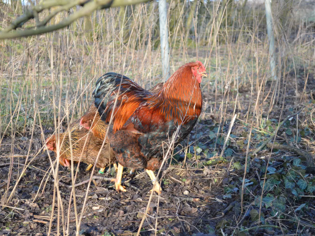 Billede 14 - høns avlstamm store Wyandotter guld-sortbåndet