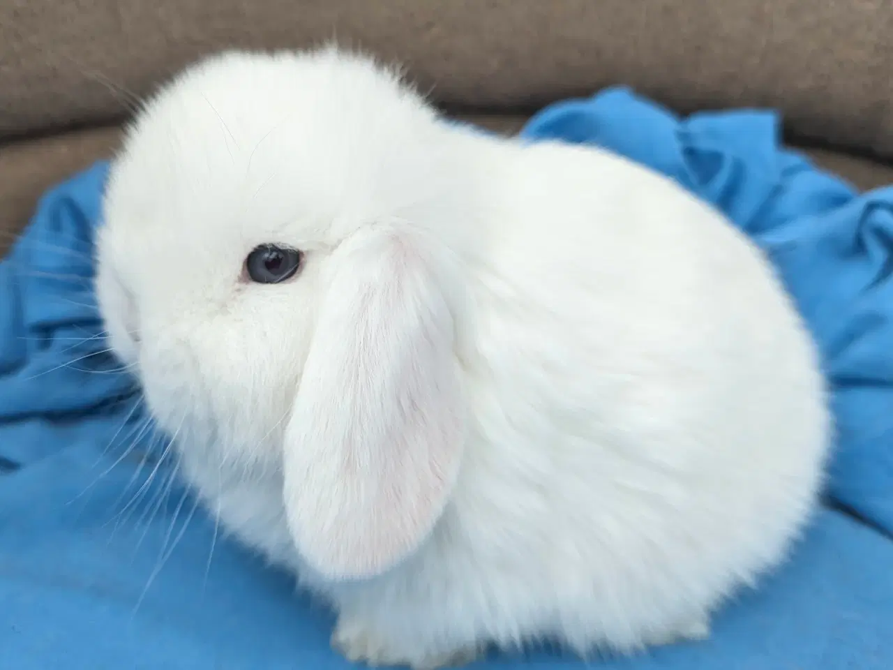 Billede 2 - Minilop kaninunge sælges