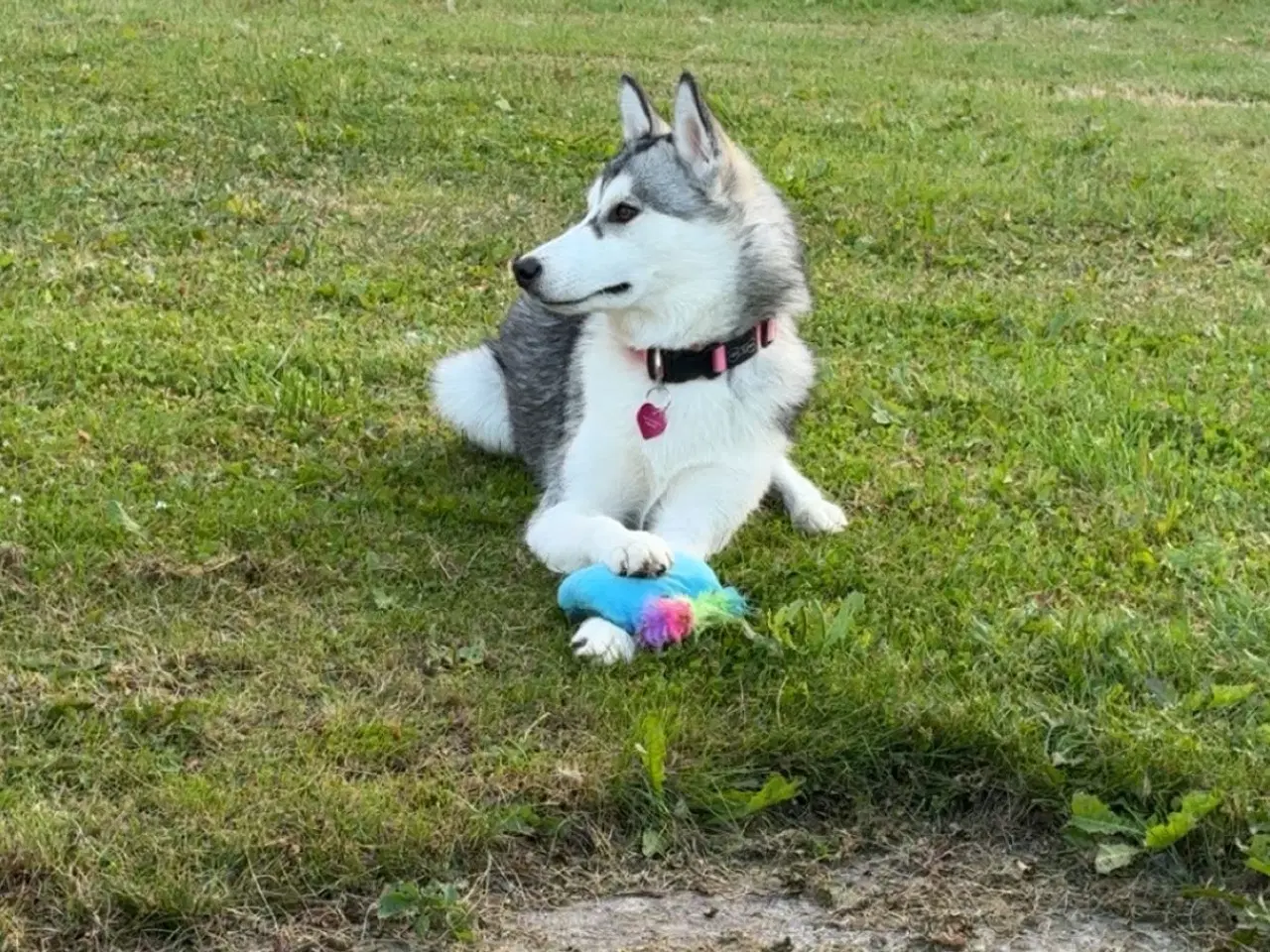 Billede 4 - Hund til salg 