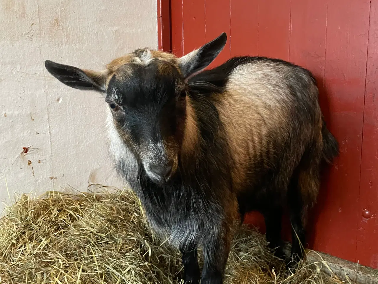 Billede 2 - Lille sød HORNLØS dværggedebuk sælges 