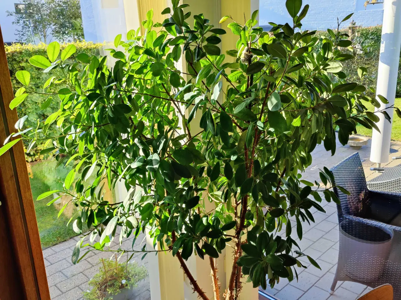 Billede 1 - Ficus gulv plante i selvvander potte