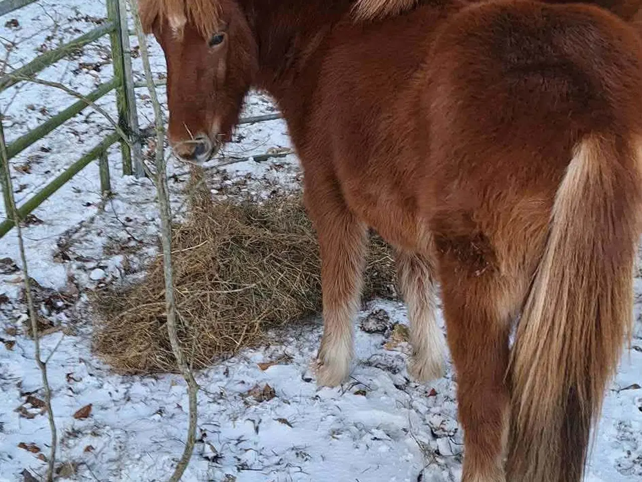 Billede 4 - lækre islænder hingste 3 og 4 år