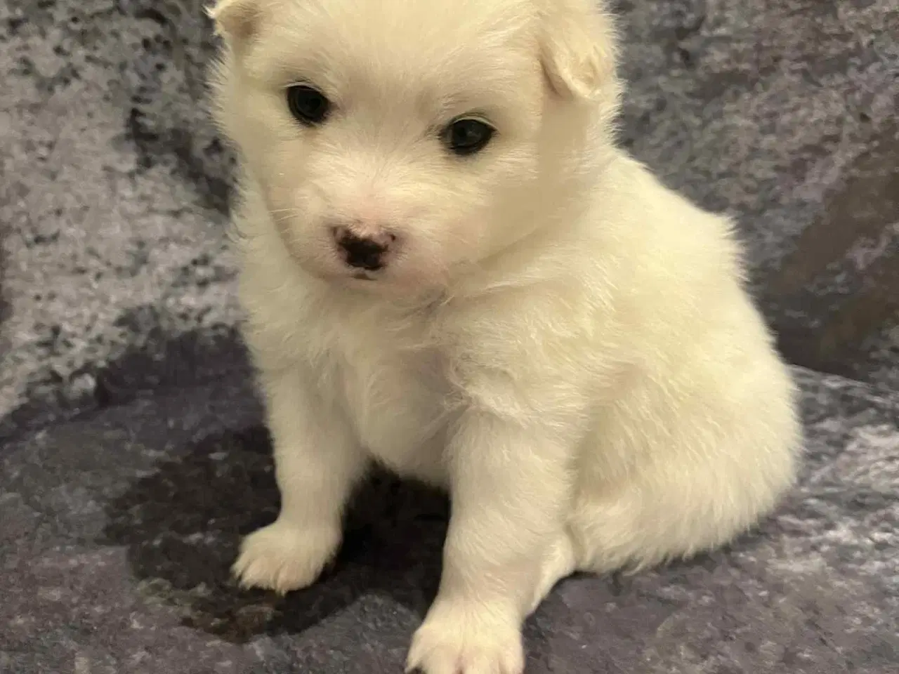 Billede 4 - Skønne & Søde Familie Bamser