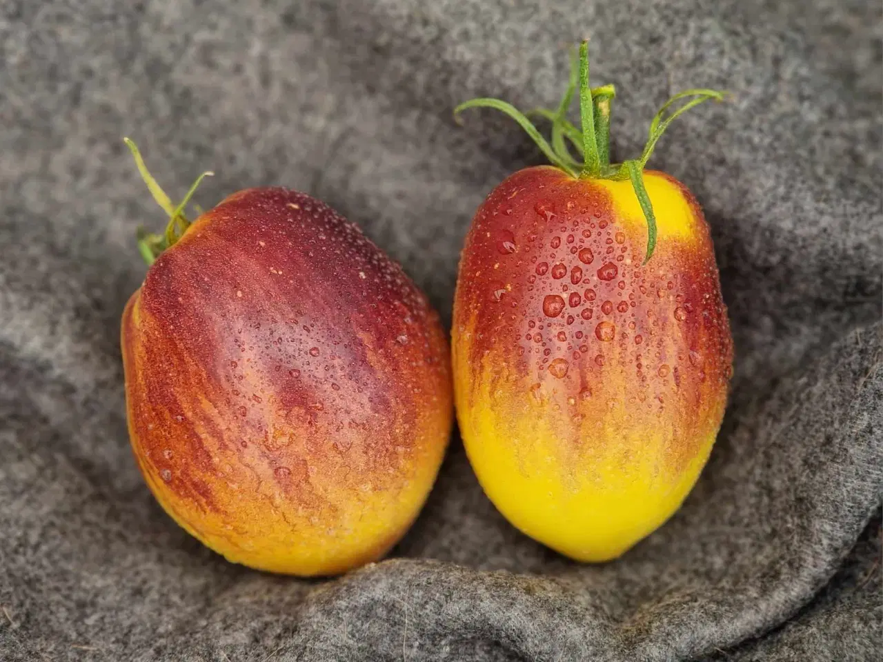 Billede 16 - Tomatfrø - 300 sorter!!!