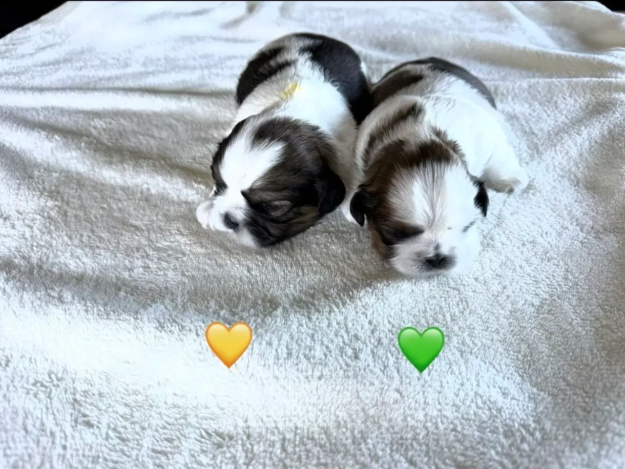 Billede 2 - Shih Tzu hvalp sælges