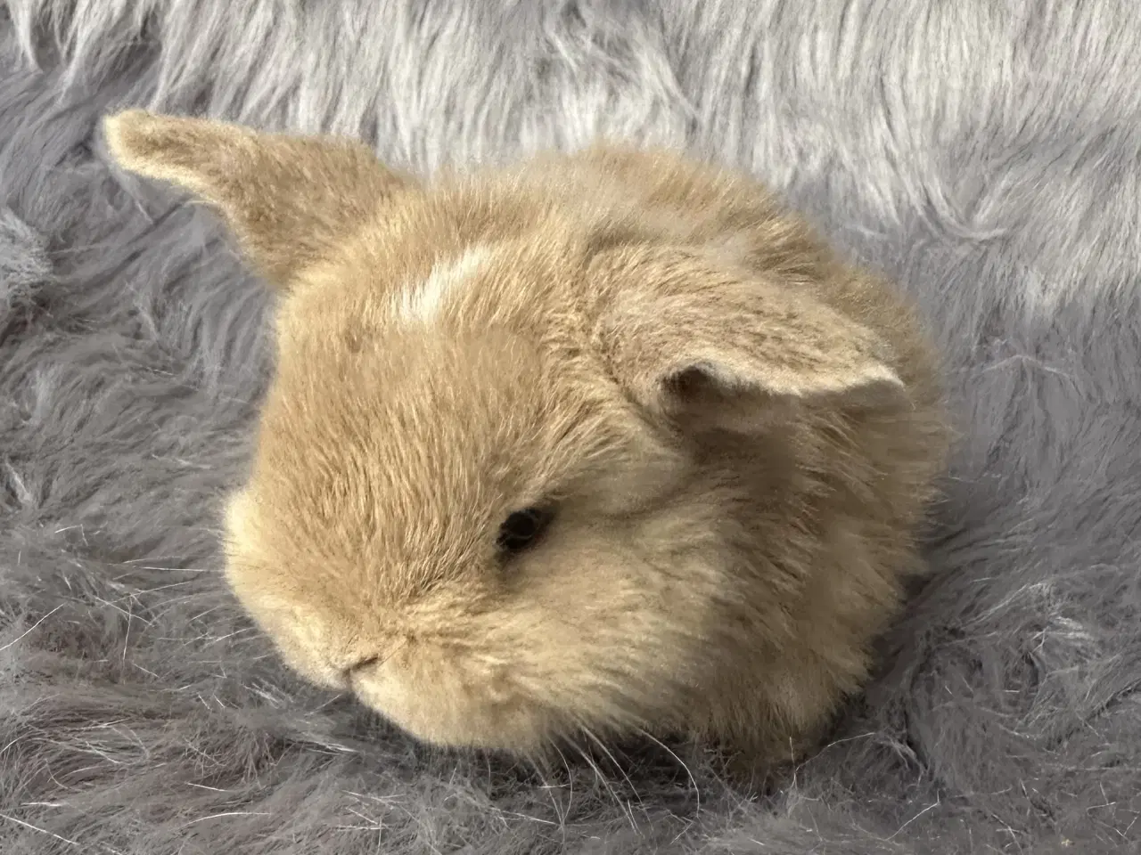 Billede 1 - Ægte minilop kanin unge 