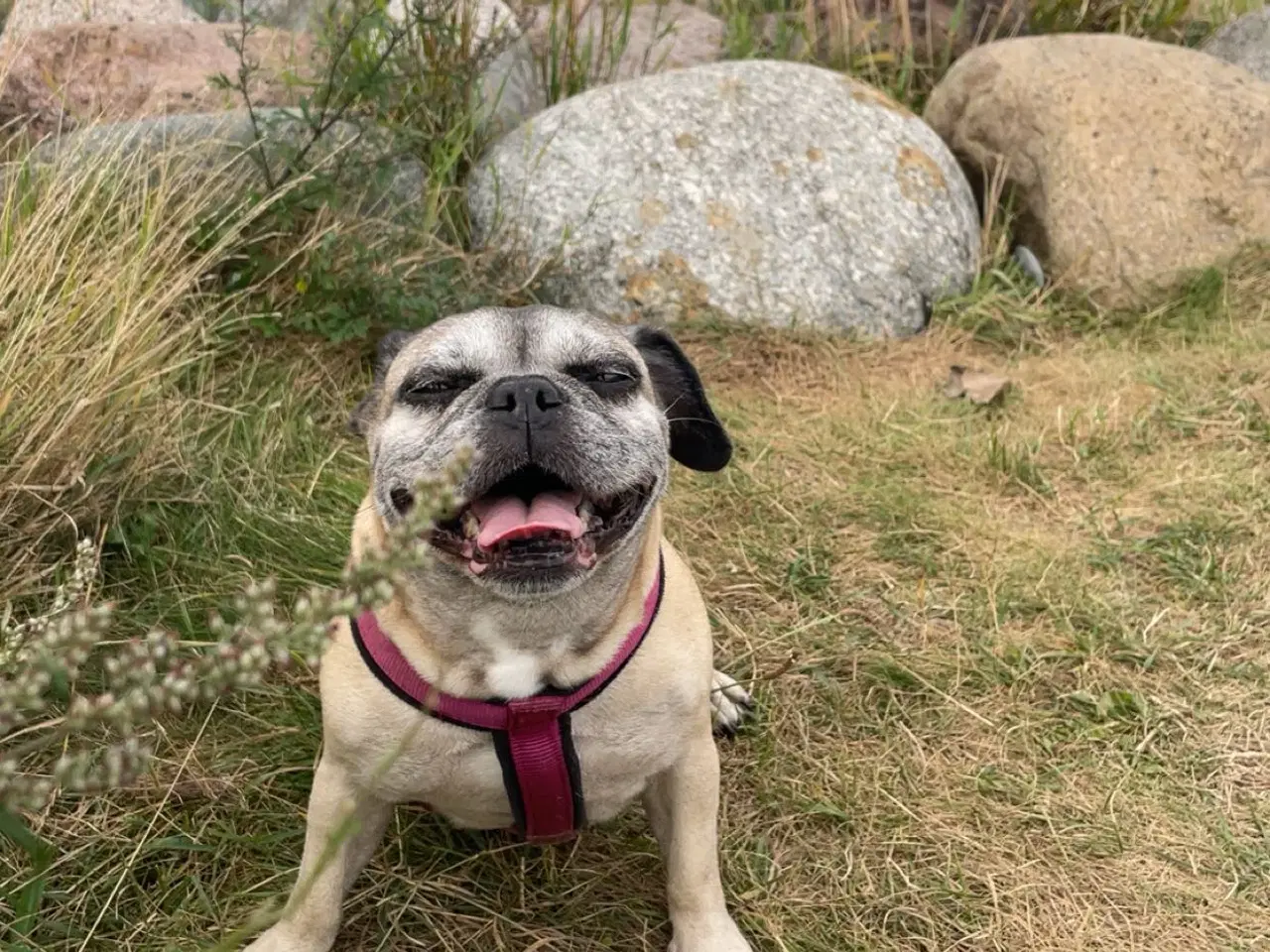 Billede 3 - Hund søger sit sidste hjem 