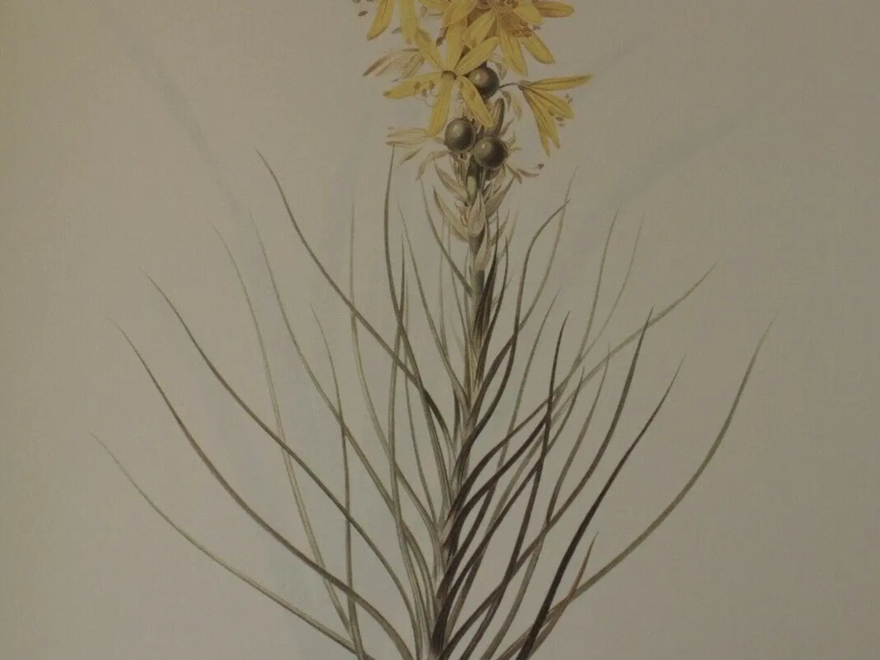 Billede 3 - redoute lilies - print book - 50 selected prints, 