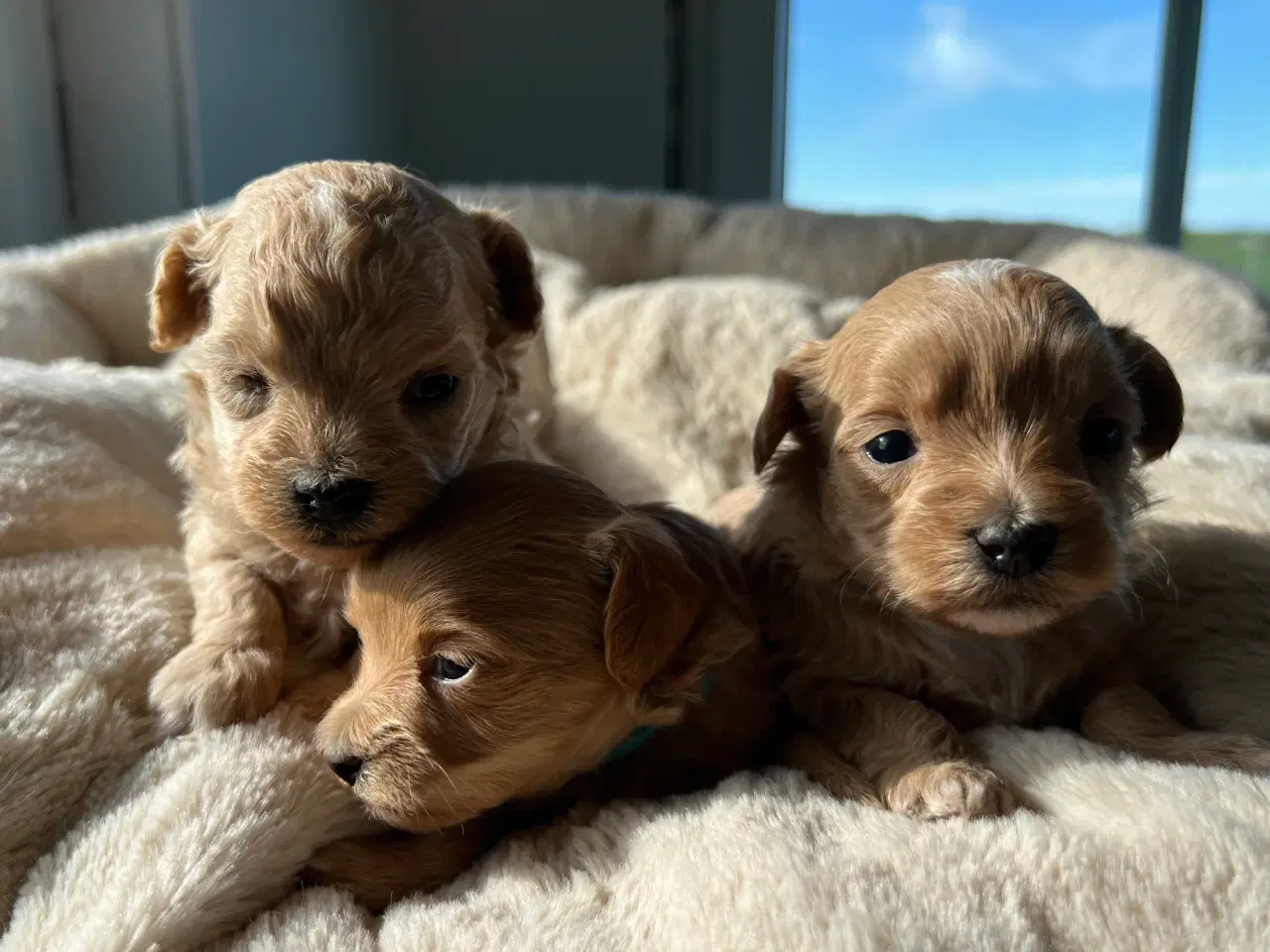 Billede 4 - Teacup Maltipoo 