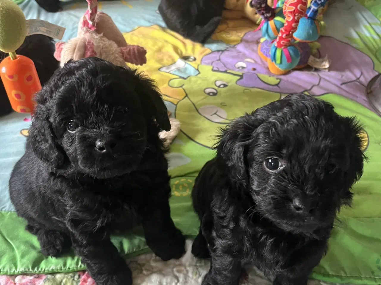 Billede 10 - Skønne Puddelblandinger💗