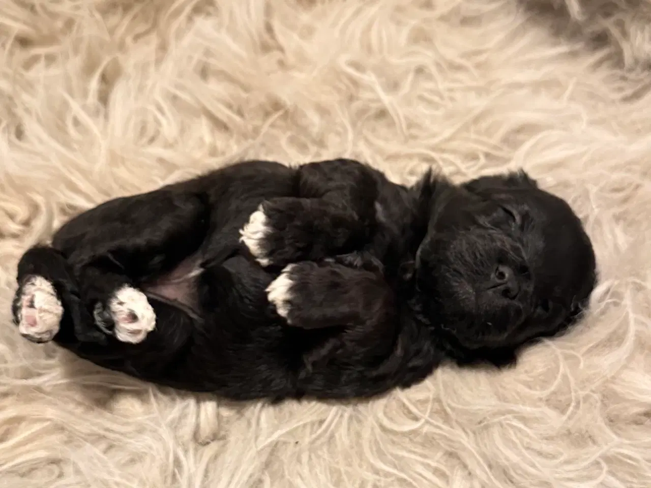 Billede 17 - Cavapoo F2B