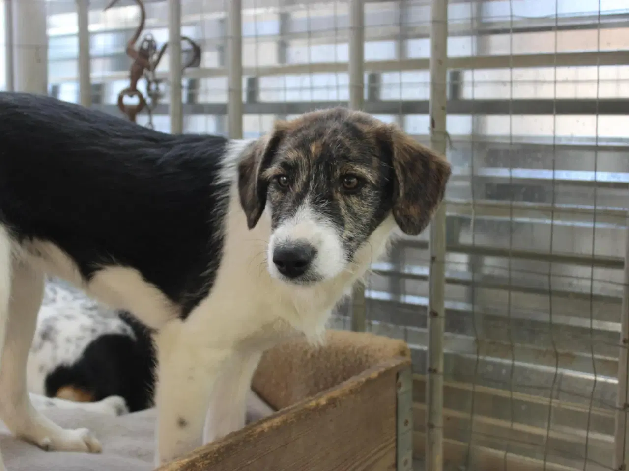 Billede 2 - Skønneste Berenike søger sit eget hjem <3