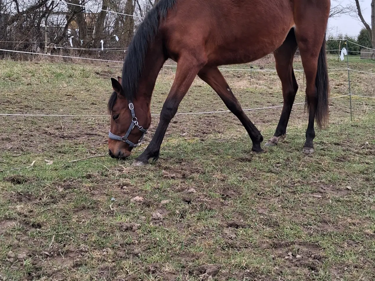 Billede 2 - 2 års hoppe 