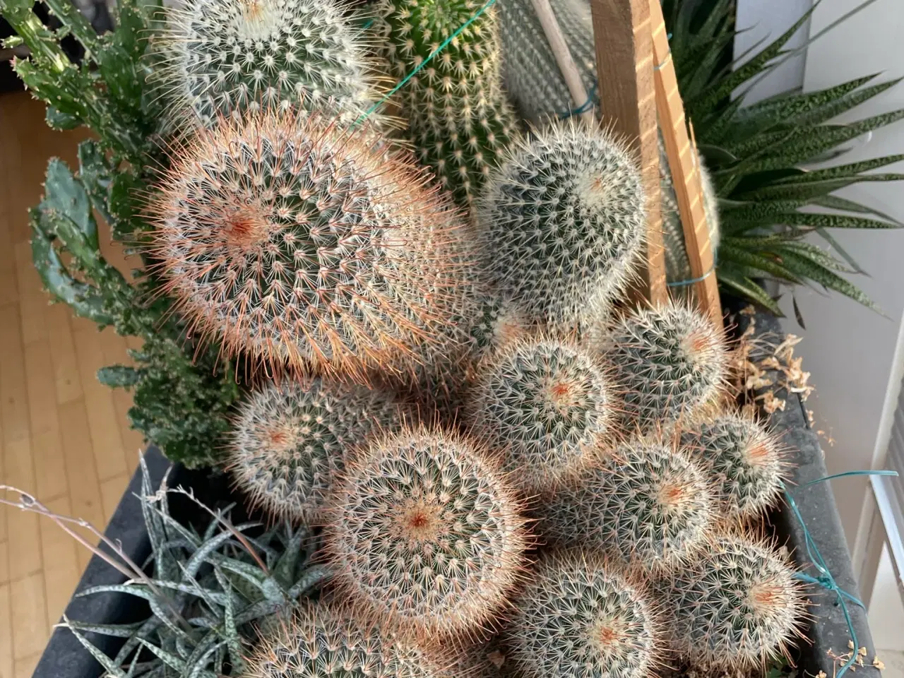 Billede 1 - kaktus