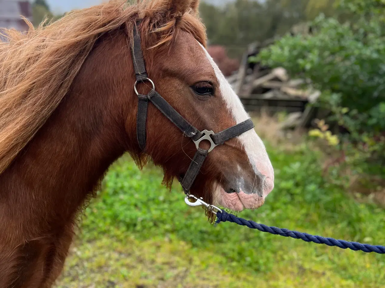 Billede 2 - Irish cob 3 for 1 pris 