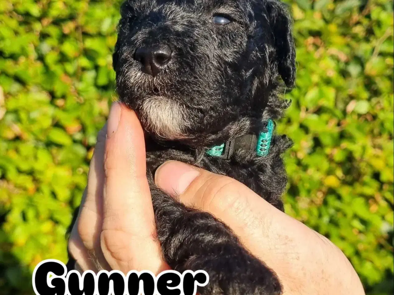 Billede 3 - Golden Doodle F1b hvalpe – klar til nye hjem i okt