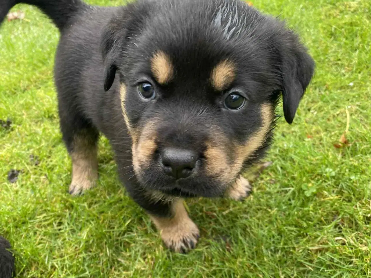 Billede 1 - Labweiler