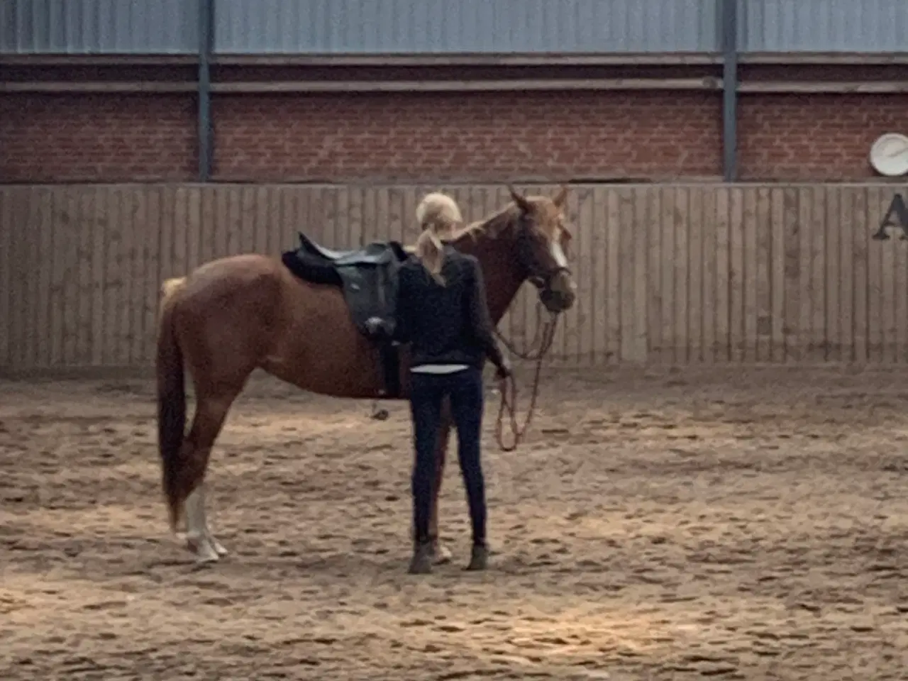 Billede 4 - 3års Hoppe