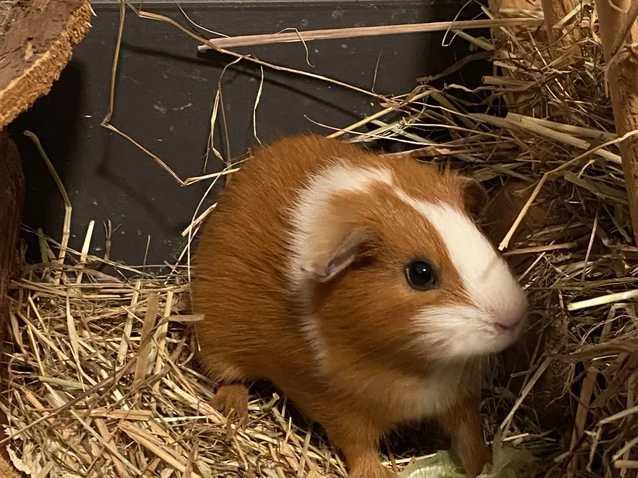 Billede 5 - Den sødeste marsvinunge (hun)