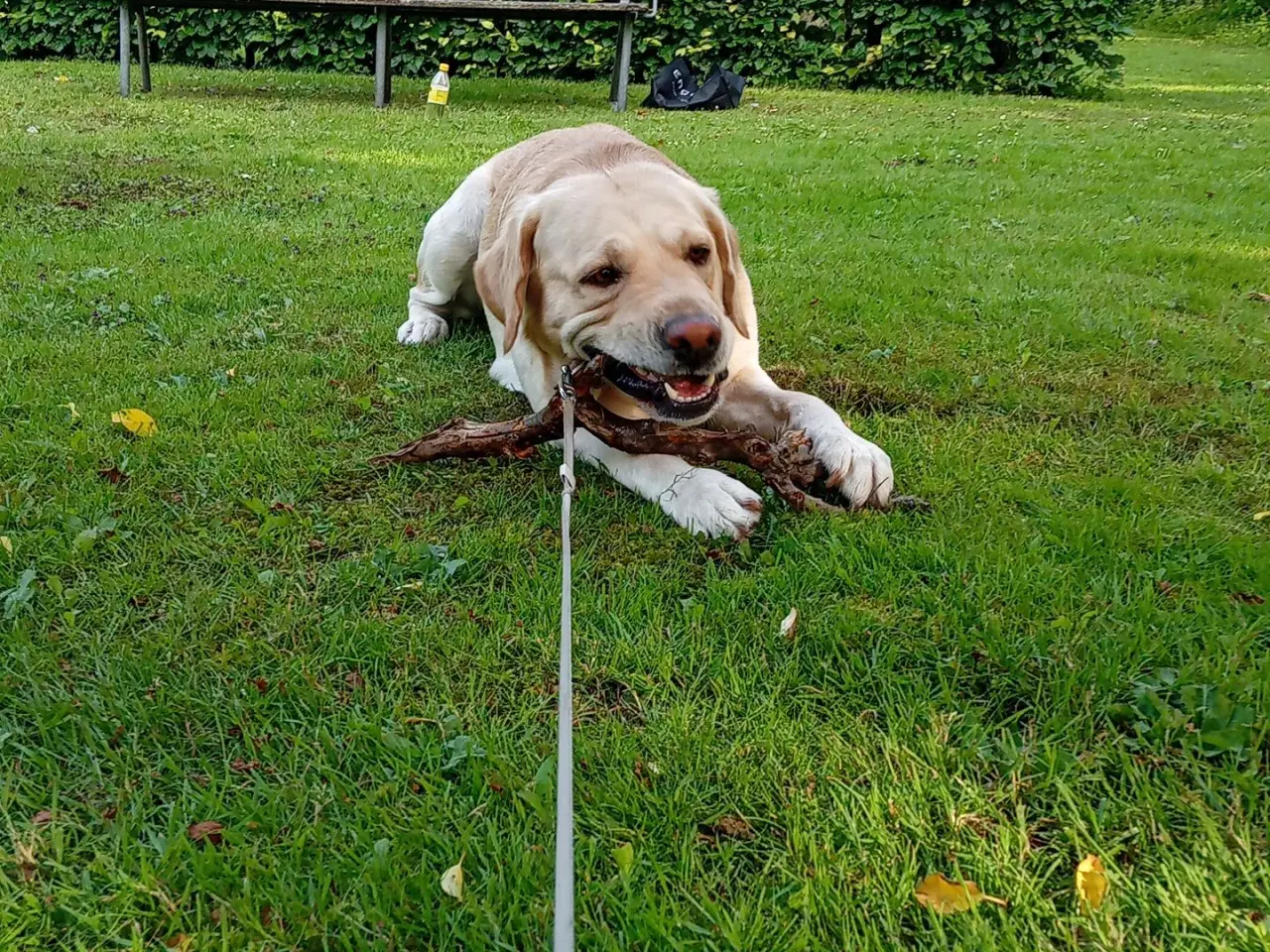 Billede 8 - Lys labrador 2.5 år tilbydes til avl 