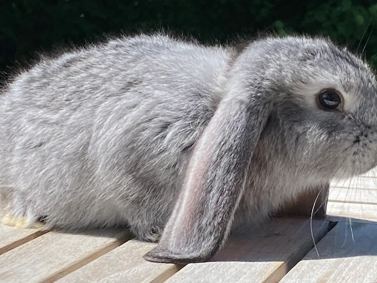 Billede 6 - FRANSK VÆDDER HUN CHINCHILLA