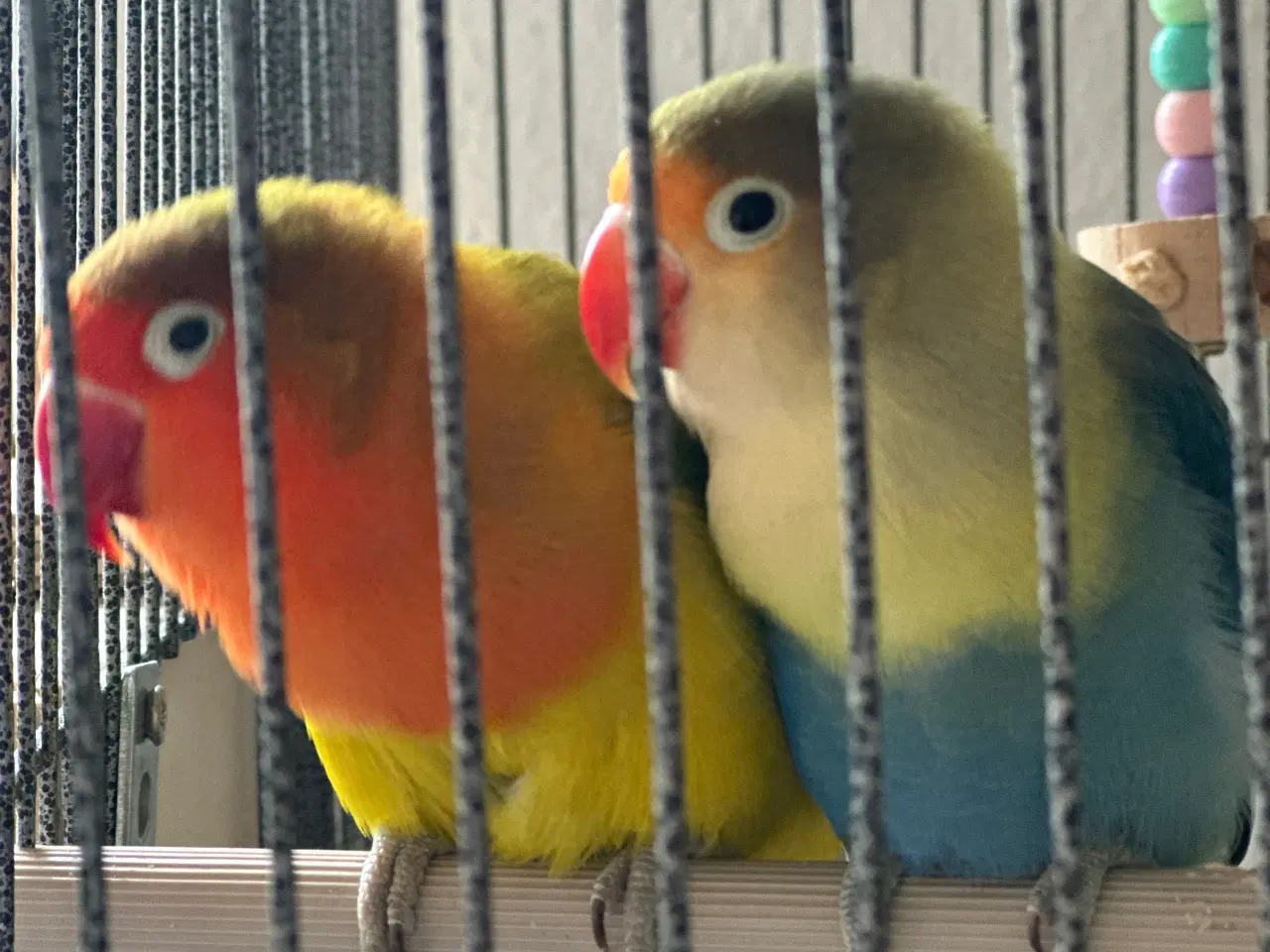 Billede 8 - Smukke og rolige dværgpapegøjer sælges med alt uds