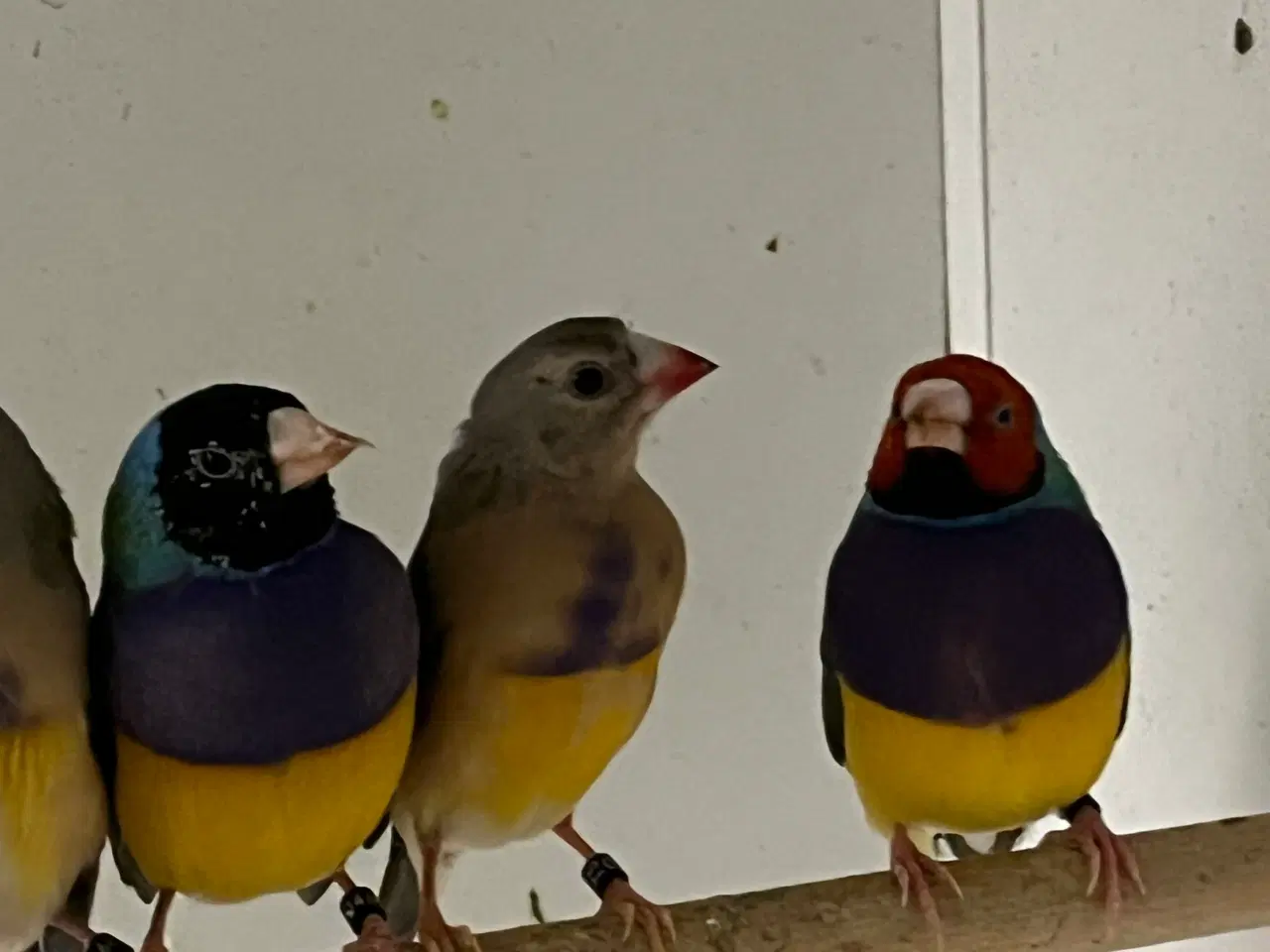 Billede 2 - Gouldsamadine 2 x 1.1