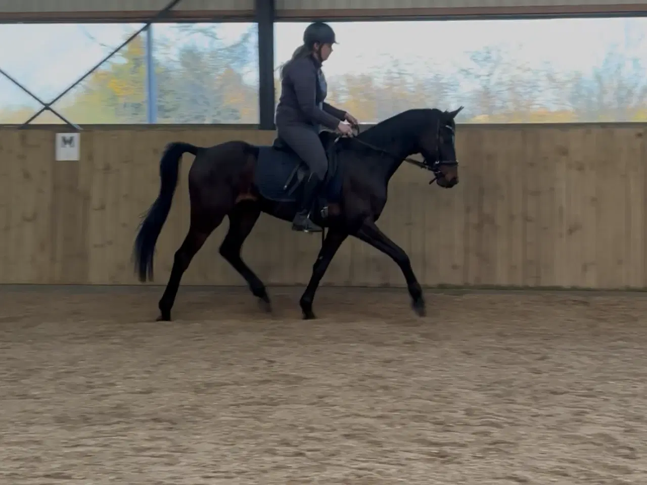 Billede 3 - Lille 4 års DV vallak 