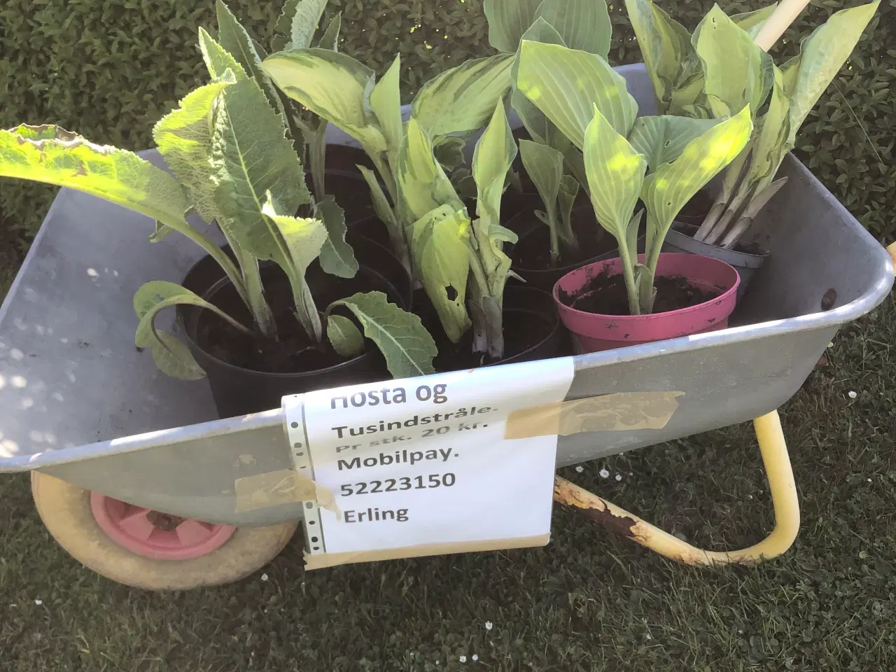 Billede 5 - Hosta og tusindstråle