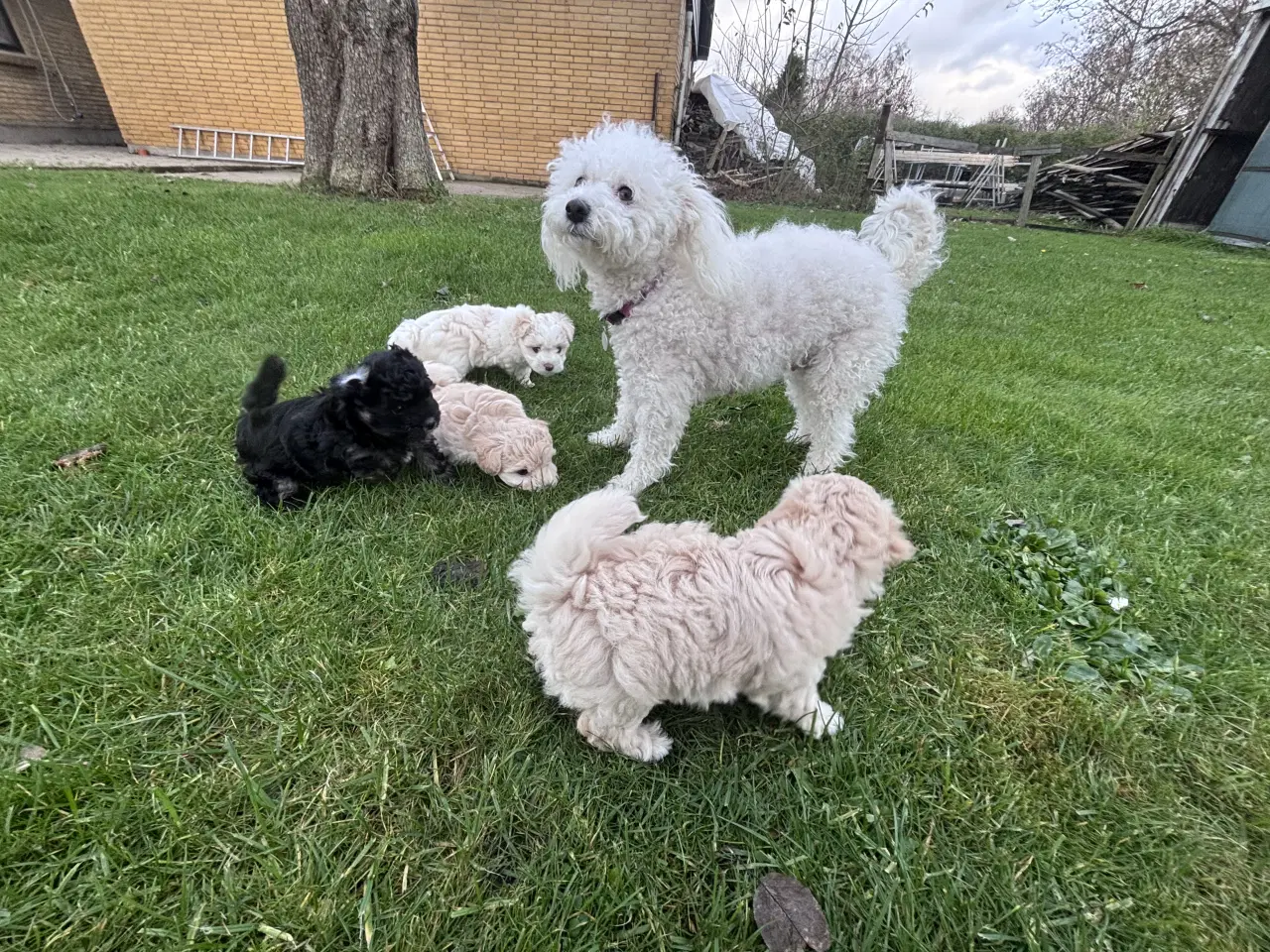 Billede 16 - Maltipoo Puddel Maltese