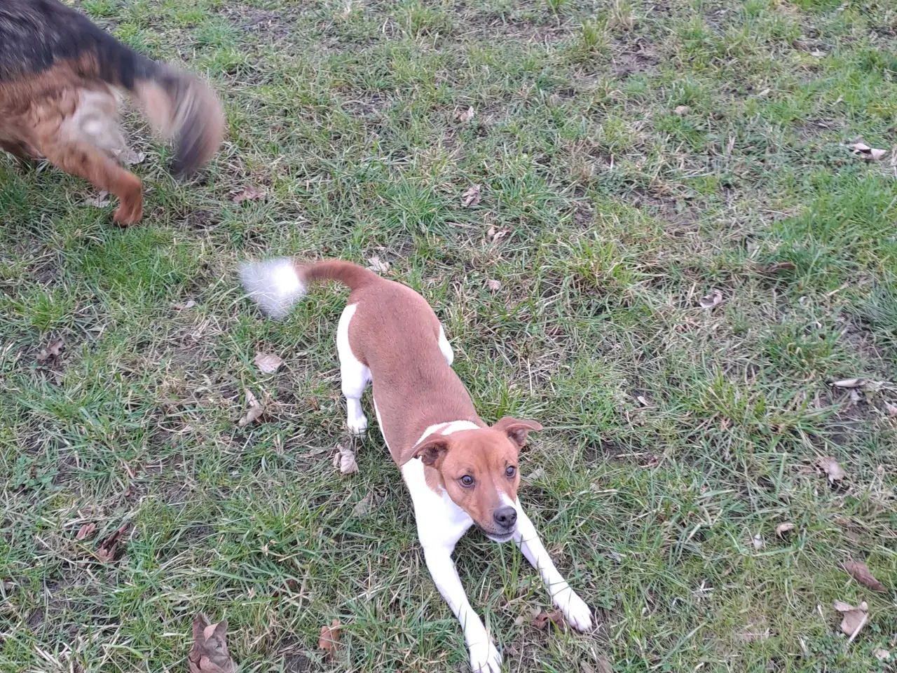 Billede 2 - Dansk svensk gårdhund til avl