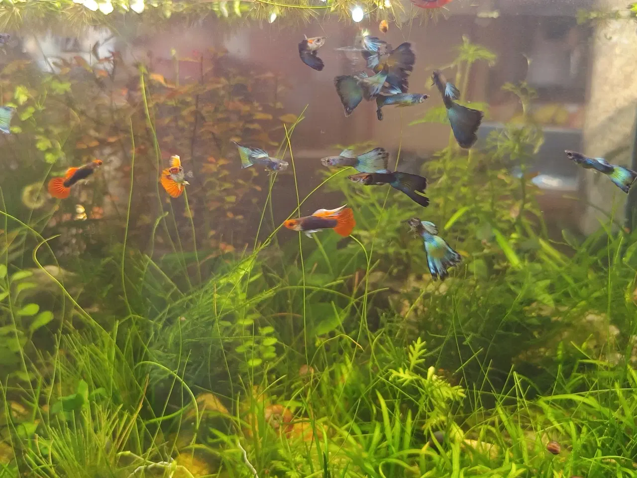 Billede 1 - Guppy blue moskow