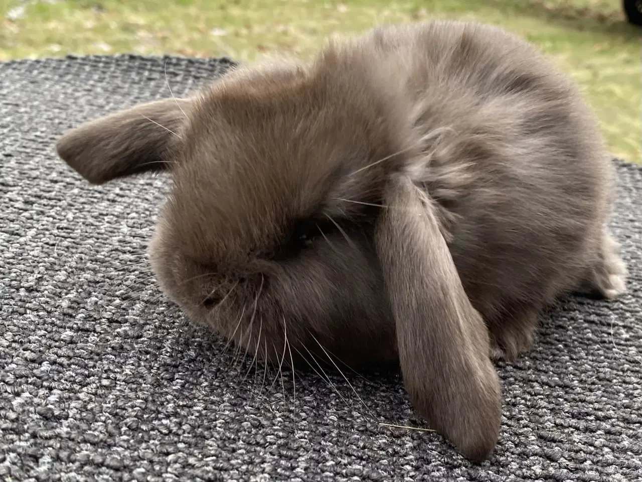 Billede 1 - FRANSK VÆDDER HAN HAVANA